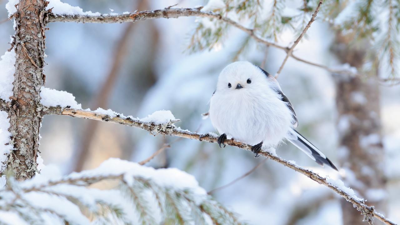 北海道の林で見られるシマエナガのイメージ