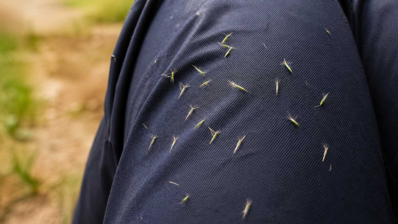 服に小さな草の種がひっついている様子を表した実写風イメージ